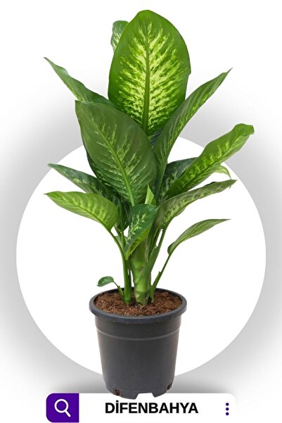 Garden Online Dieffenbachia Tropik Snow -Tek Dal Difenbahya 40 - 60 Cm Dikkat! Özel Kutulu Gönderim