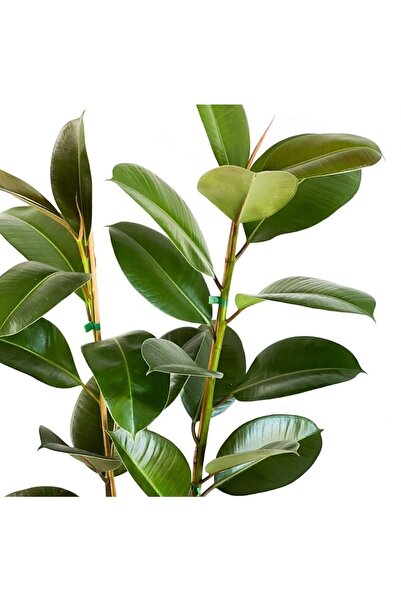 SENA BOTANİK VE ÇİÇEK Kauçuk Bitkisi (FİCUS ELASTİCA) Tek Gövdeli 80-10cm