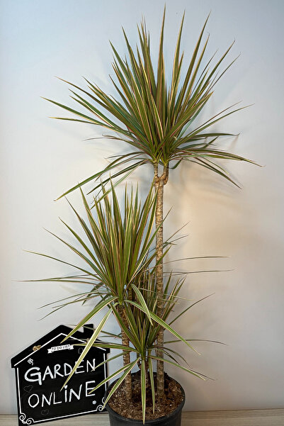 Garden Online Dracaena Marginata - Alacalı Madagaskar Dragon Ağacı 2 iki Gövdeli Canlı Salon Bitkisi 100 - 125 cm