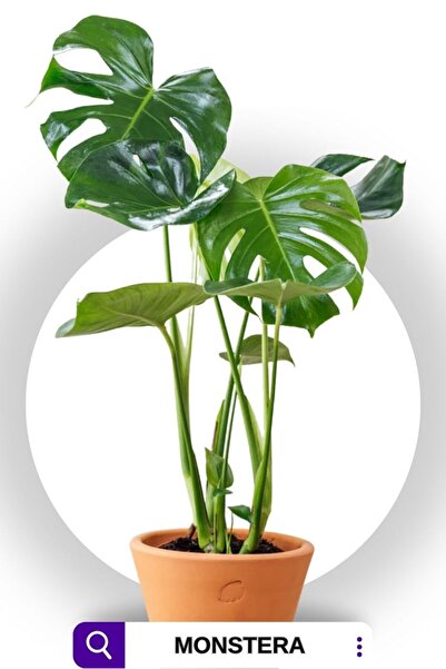 GoldLotus Monstera Deliciosa Deve Tabanı Büyük Ve Dolgun Boy 60-70 Cm