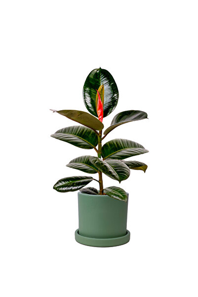 Fidanburada Kauçuk - (Ficus Elastica Robusta) Ruby Yeşil Saksılı