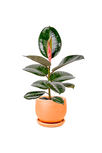 Fidanburada Kauçuk - (Ficus Elastica Robusta) Curvy Terra Cotta Saksılı