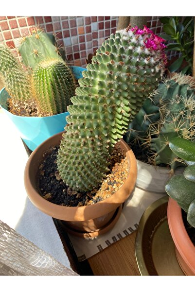 KaktüsAkademisi Yaz Boyunca Çiçek Açan Dikine Uzama Meyili Gösteren Kaktüs