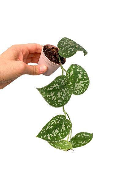 retro çiçekçilik Satin Pothos Sarmaşığı (scindapsus Pictus) Gümüş Yapraklı Sa...