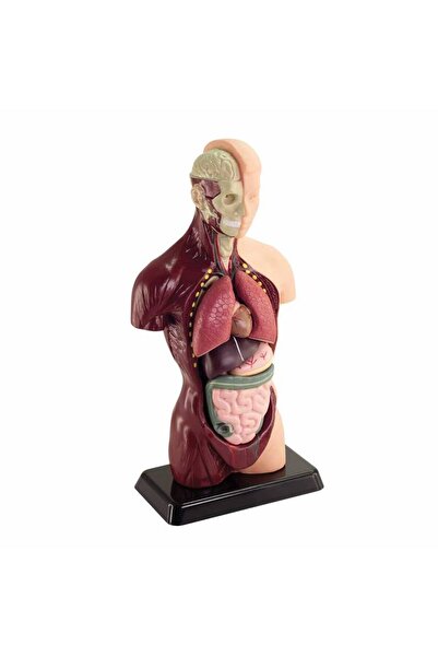 ALMOTHALATH نموذج جسم الإنسان 8 قطع 25.4 سم