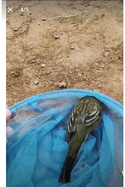 senbio Kelebek böcek muhabbet kuşu kanarya yakalama kepçesi