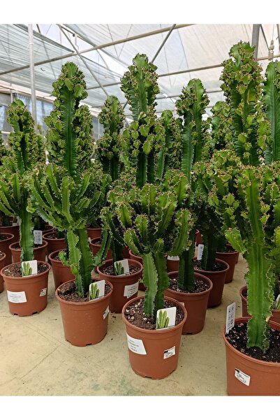 Yades Saksıda Euphorbıa Ingengs Bitkisi İthal