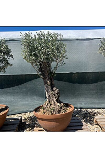 Yades 129 Yaş Gemlik Zeytin Ağacı Salona ve Bahçeye Dikmeye Hazır