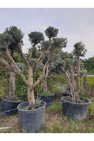 Yades 40-50 Yaş Zeytin Ağacı