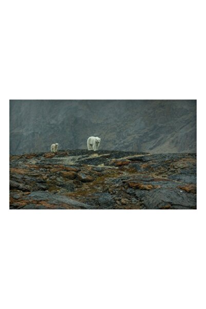 OEM Tablou Canvas, 'Ursi polari pe stancile reci', Mistret, Polari, Stanci, C...