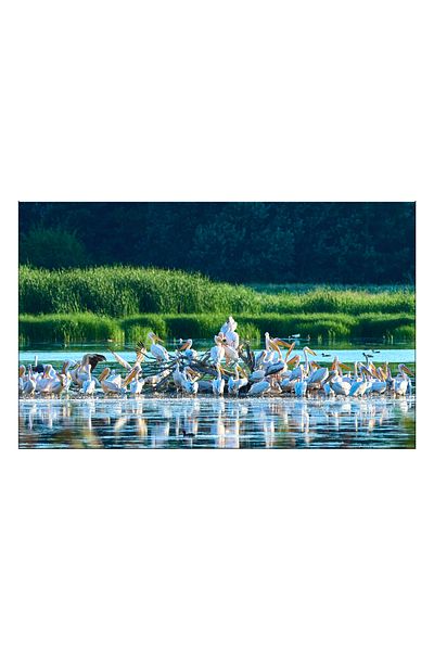 RsStyle Print Canvas Painting - Pelican Colony - Symphony of Nature on the Danube, 120x80cm