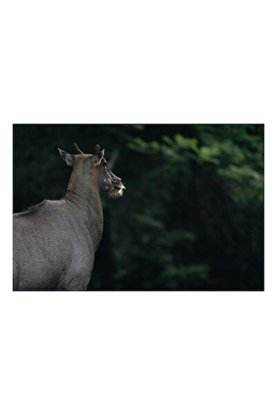 OEM Tablou Canvas, Premium, 'Fiara tacuta in luminisul padurii', 100 x 100cm