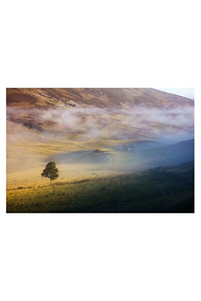 OEM Tablou Canvas, "Copac singuratic in lumina diminetii", 50 x 50cm