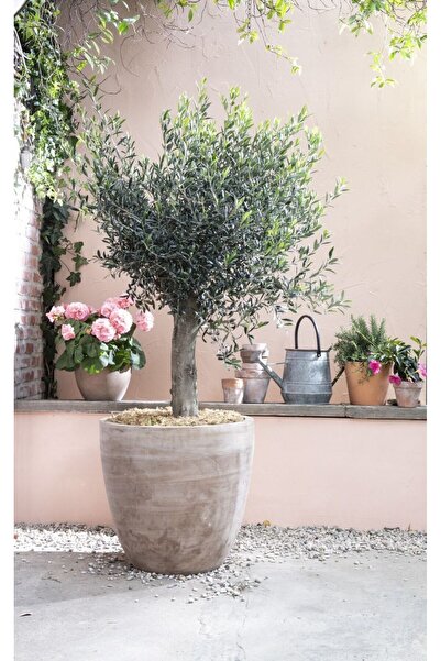 Yades Dekoratif Saksıda Olıve Tree Zeytin Ağacı