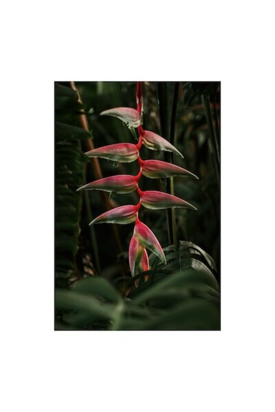 OEM Tablou Canvas Premium cu Floare Exotica – Arta Botanica de Lux