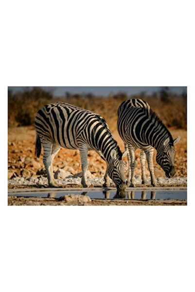 OEM Pictură pe pânză, „Zebre beau în savană”, 90 x 50 cm
