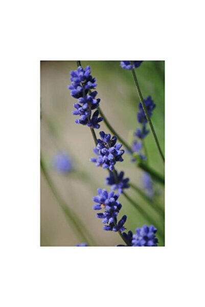 OEM Tablou Canvas, "Flori de lavanda in soarele verii", Flori, Mov, Lavanda, Natura, Verde, Prim-plan, D