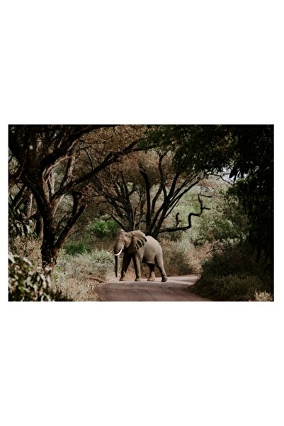 OEM Tablou Canvas, 'Elefant solitar pe drumul sălbatic', Elefant, Drum, Copac...