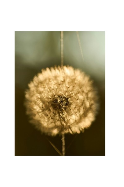 OEM Pictură pe pânză „Visul unei păpădii la apus”, Premium, Elegant, 70 x 100 cm