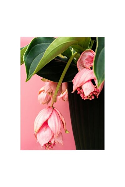 OEM Tablou Canvas, 'Misterul florilor roz elegante', Flori, Roz, Frunze, Verd...