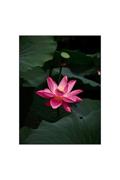 OEM Tablou Canvas, Floare de lotus in lumina blanda, 26 x 39cm