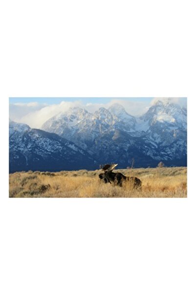 OEM Tablou Canvas, "Uriasul elan sub muntii inzapeziti", Munte, Natura, 50 x ...