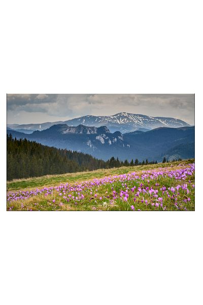 RsStyle Print Canvas Painting - The Charm of the Mountains – Nature in Bloom, 120x80cm