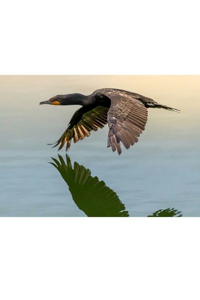 OEM Tablou Canvas, "Cormoranul in zbor peste apa", 100 x 70cm