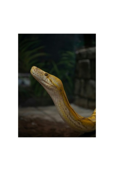 OEM Tablou Canvas, Sarpele regal in lumina serii