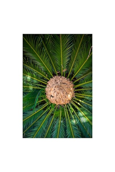 OEM Tablou Canvas, 'Planta exotica in raze verzi', Frunze, Simetrie, Verde, C...