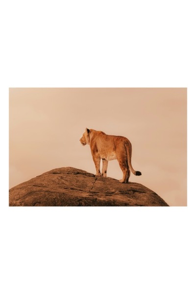 OEM Tablou Canvas, "Leoaica pe stancile rasaritului african", 100 x 70cm