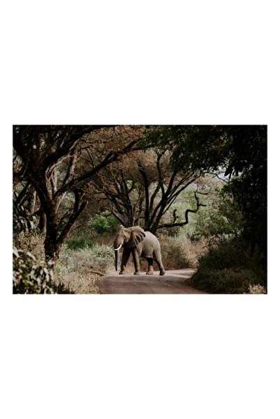 OEM Tablou Canvas, 'Elefant solitar pe drumul salbatic', Elefant, Drum, Copac...