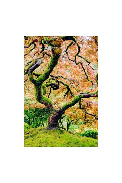 OEM Pictură pe pânză, „Cântecul toamnei în ramuri verzi”