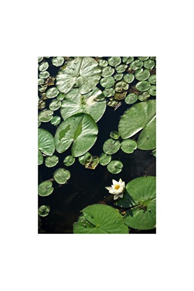 OEM Tablou Canvas, "Flori de nufar pe lac linistit", Frunze, Nuferi, Apa, Verde, Floare, Natura, Lac, Li