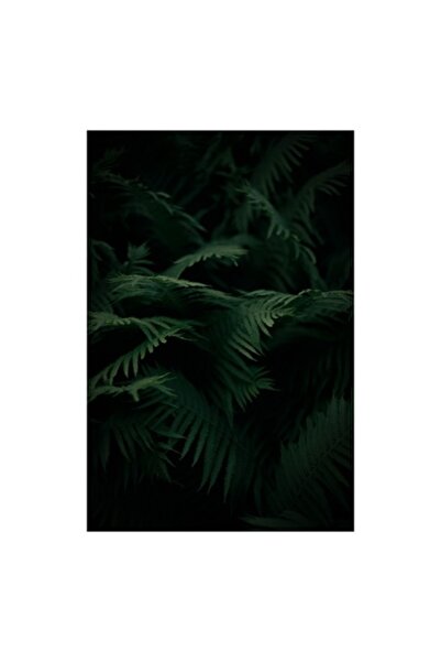 OEM Tablou Canvas, "Frunzis de feriga in padurea misterioasa"