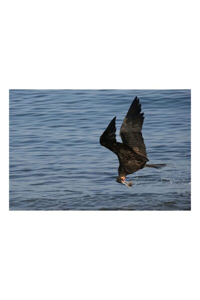 OEM Pictură pe pânză, „Pasăre de pradă prinzând pește în zbor”, Vultur, Natur...