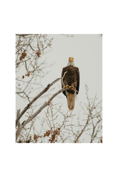 OEM Pictură pe pânză, „Vulturul domină ramurile uscate” - Maiestuos, Regal, Observator, Cocoțat, Comandant
