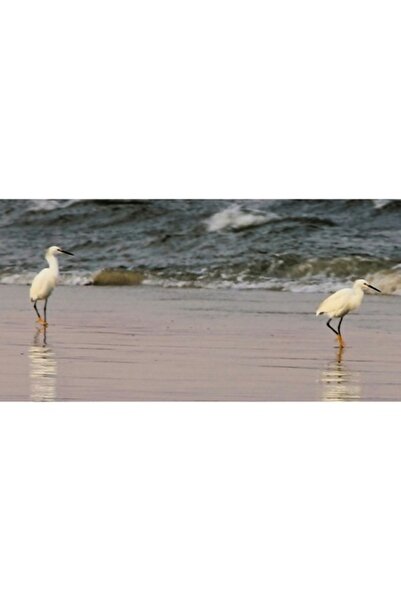 OEM Tablou Canvas, "Pescarusii la tarmul inserarii", 100 x 70cm