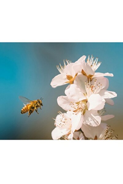 OEM Tablou Canvas, "Albina zburand spre floarea primaverii", 54 x 39cm