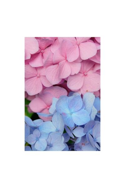 OEM Pictură pe pânză, „Rochie de bal pe câmpuri de flori”, Hortensii, Roz, Al...