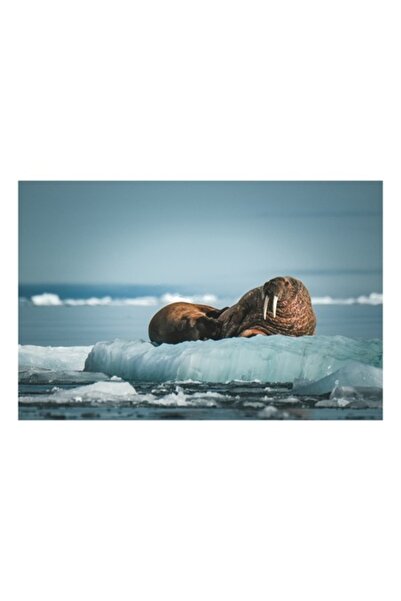 OEM Tablou Canvas, Morse odihnindu-se pe gheata arctica, Morsa, Gheata, Ocean...