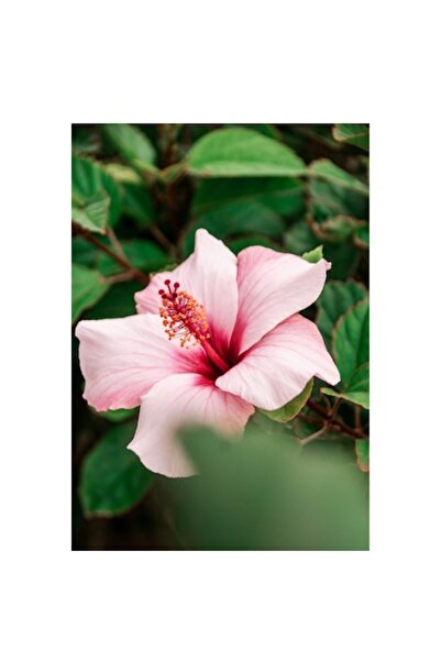 OEM Pictură pe pânză, Floare de hibiscus în grădină verde, 100 x 100 cm