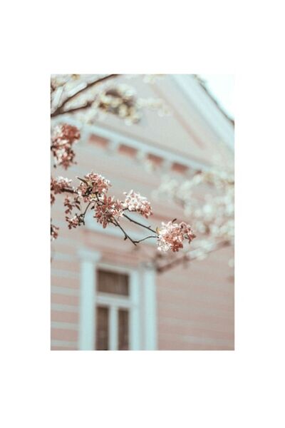 OEM Tablou Canvas, Ramuri inflorite langa casa veche, Primavara, 50 x 70cm