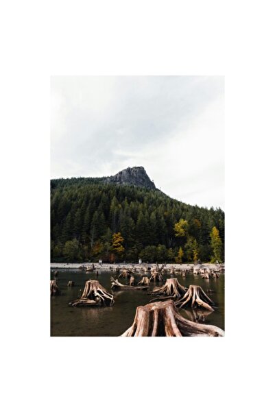 OEM Tablou Canvas, 'In amintirea padurilor scufundate', Munte, Copaci, Trunchiuri, Cer, Natura, Peisaj,