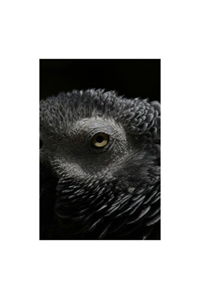 OEM Tablou Canvas, 'Privirea misterioasa a papagalului cenusiu'