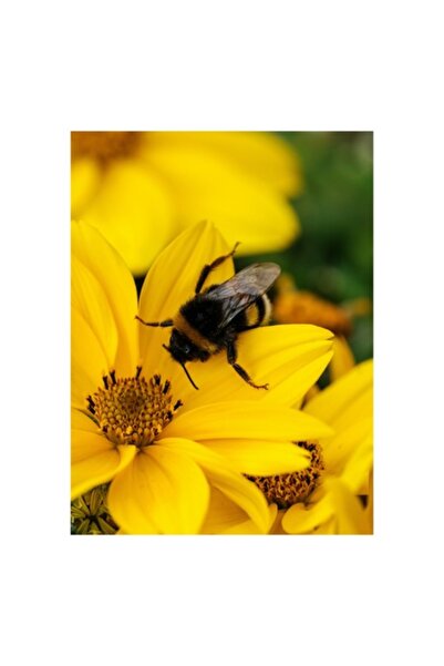 OEM Tablou Canvas, 'Albina harnica pe floarea galbena'