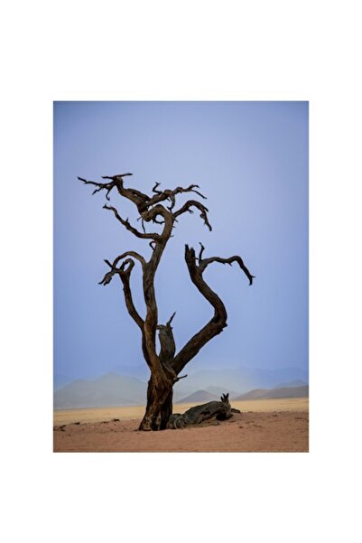 OEM Tablou Canvas, "Arborele singuratic in desertul arid", 50 x 90cm