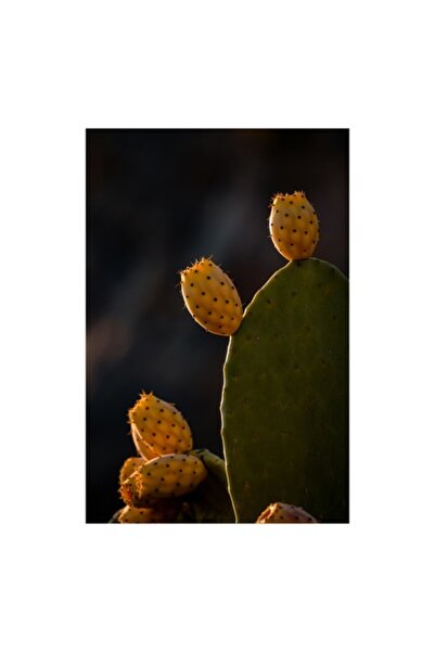 OEM Tablou Canvas, 'Fructele aurii ale cactusului noptii', Spini, Cactus, Fruct, Verde, Lumina, Umbra, T