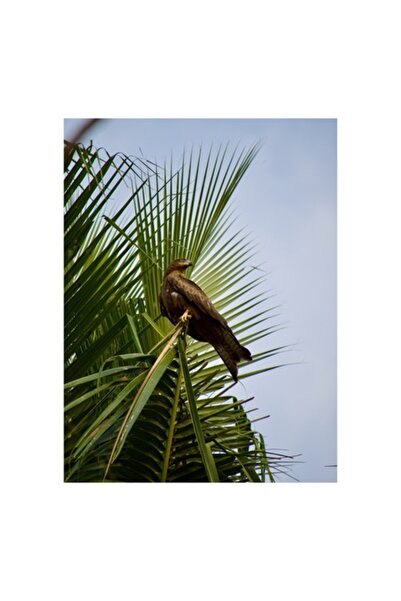 OEM Tablou Canvas, 'Vultur pe ramura de palmier', 39 x 54 cm