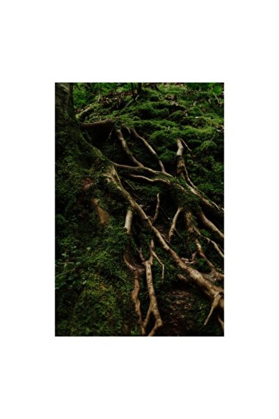 OEM Tablou Canvas, "Radacini ascunse sub muschi verzi", Natura, 50 x 50cm